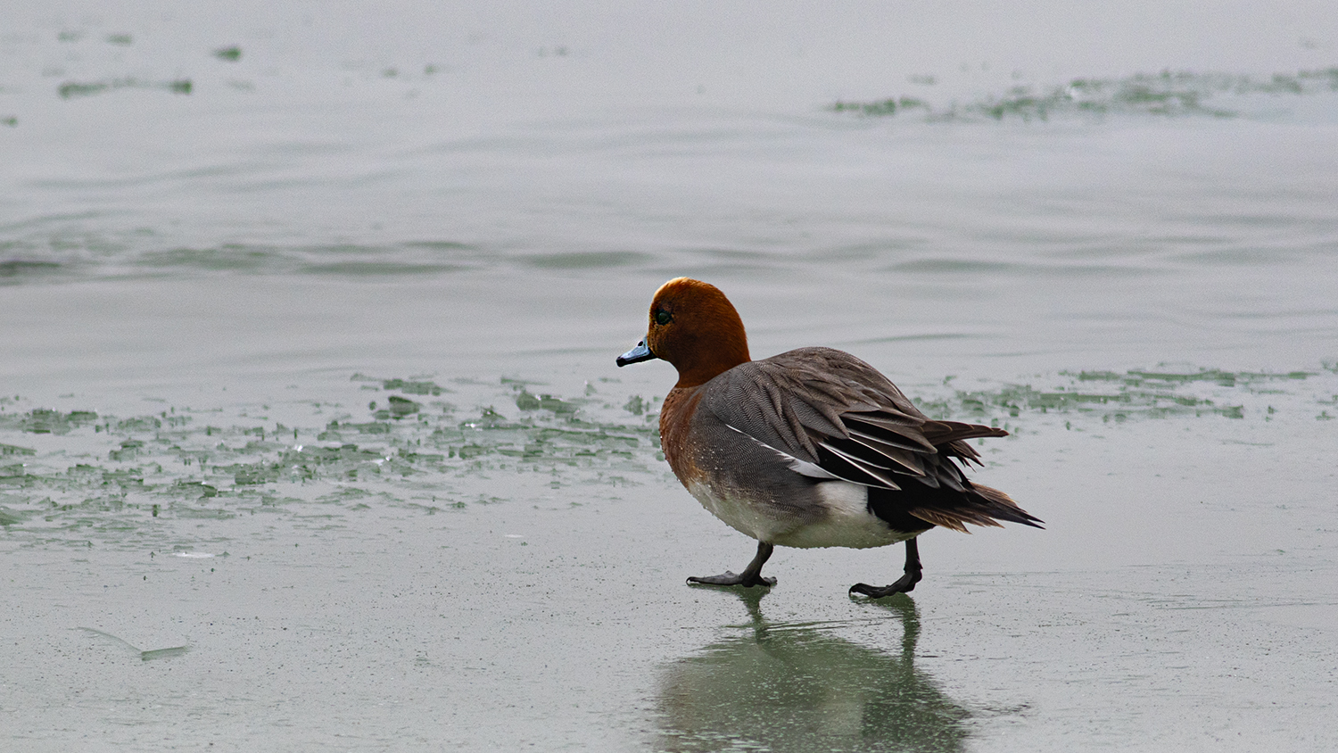 Eurasian Wigeon